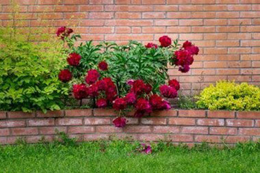 Buckley brick wall work in WA near 98321