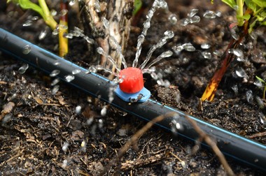 Install a Milton drip irrigation system and save water in WA near 98003