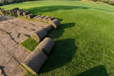 Enumclaw grass sod available in WA near 98022