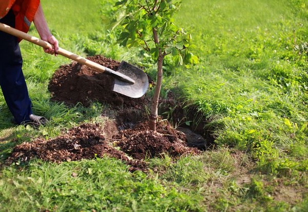 Landscaping-Trees-North-Bend-WA