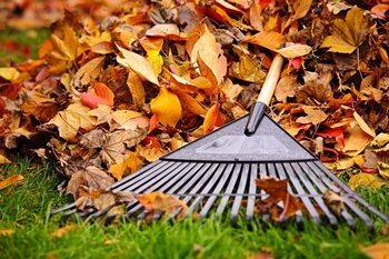 Exceptional Buckley leaf cleanup in WA near 98321