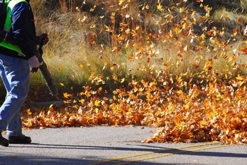 Local Newcastle leaf removal in WA near 98059