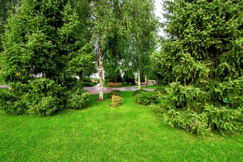 Reliable Southcenter Planting Trees in WA near 98188