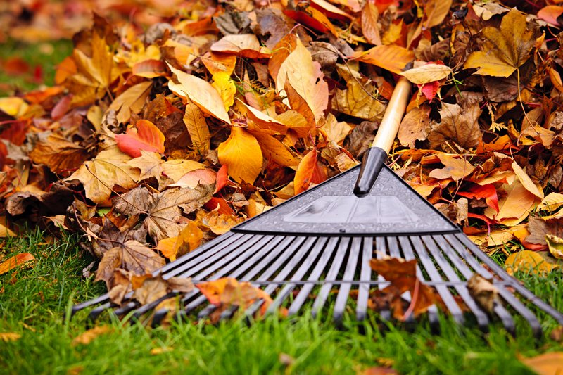 Raking-Leaves-Federal-Way-WA