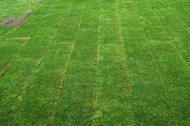 Lake Tapps sod installation experts in WA near 98391