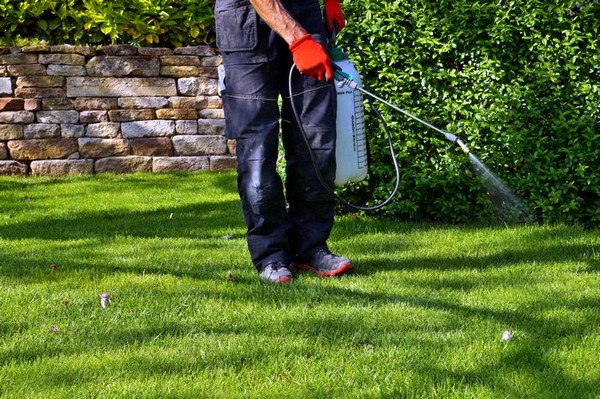 Summer-Lawn-Care-North-Bend-WA