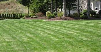 Synthetic-Grass-Newcastle-WA