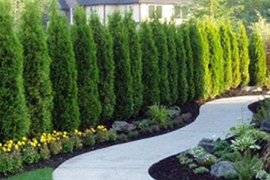 Tree-Care-Auburn-WA