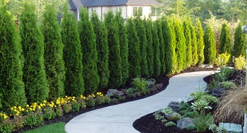 Tree-Care-Federal-Way-WA