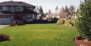 Land-Clearing-Renton-WA
