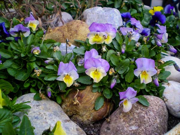 Large-Landscape-Rocks-South-King-County-WA