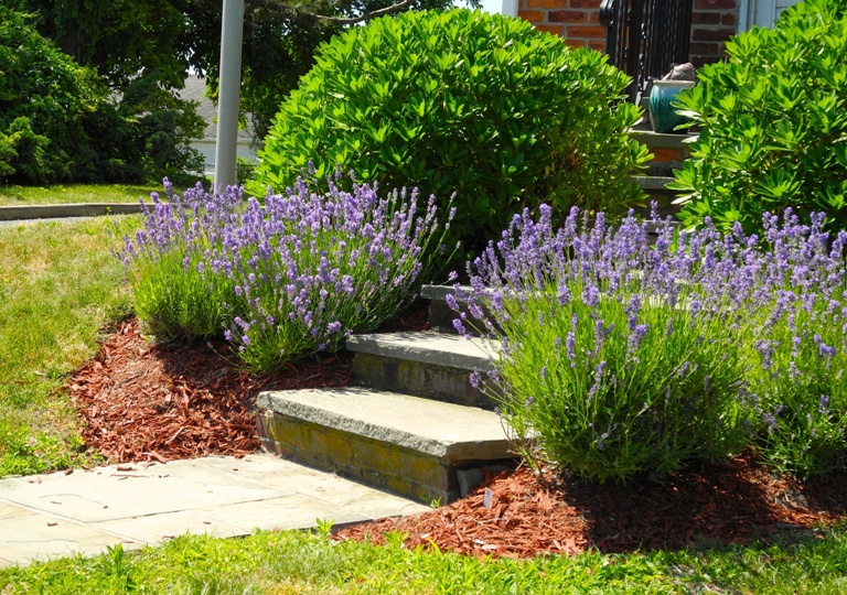 Mulch-Installation-Medina-WA