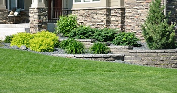 Edgewood Privacy Hedge Planting
