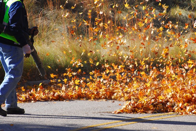 Mercer Island Leaf Removal