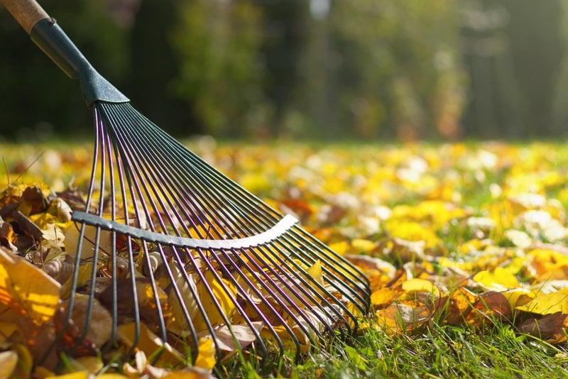 Mercer Island Raking Leaves