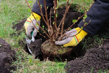 Ravensdale Landscape Installation