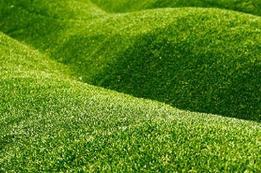 Ravensdale Lawn Sod