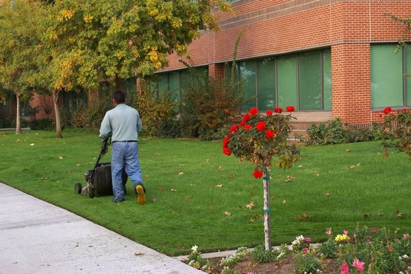Southcenter Lawn Care Tips