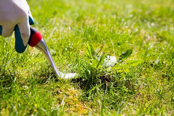 Southcenter Summer Lawn Care